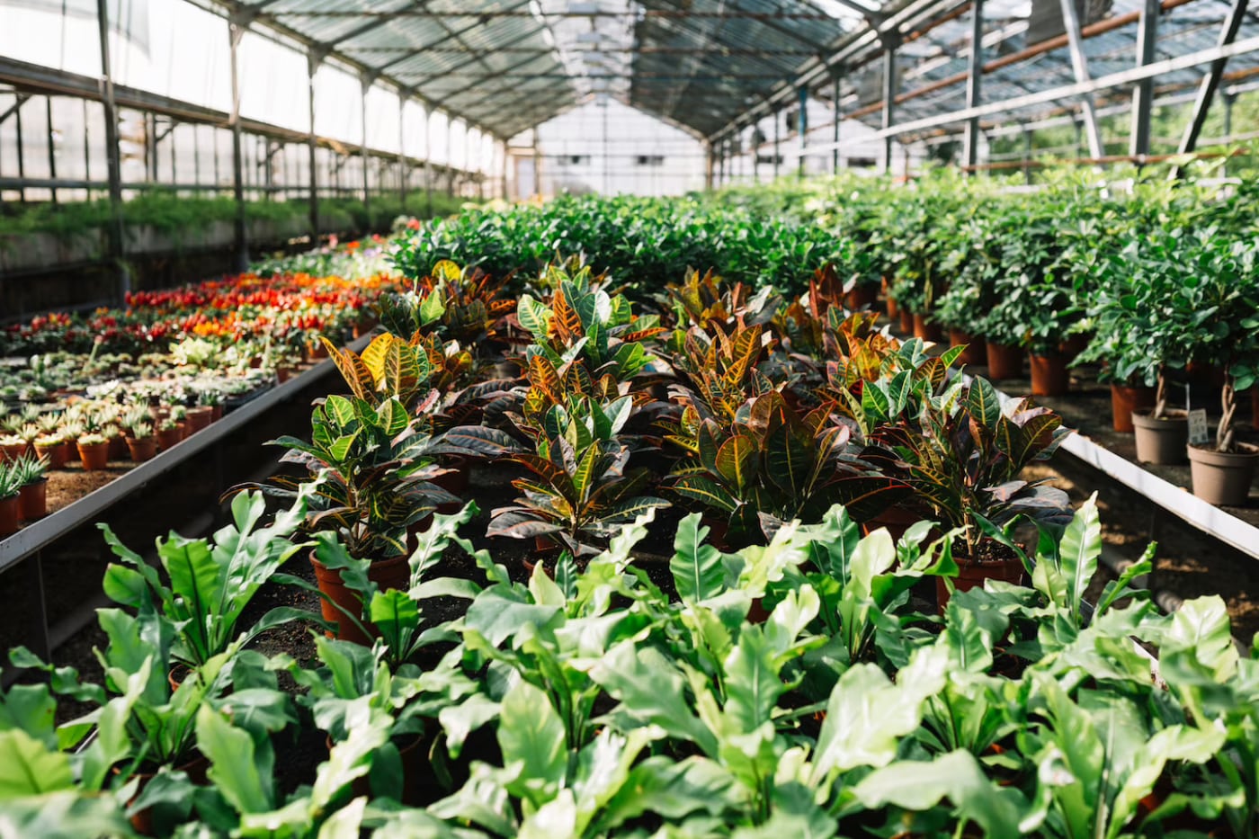 greenhouse plant nursery