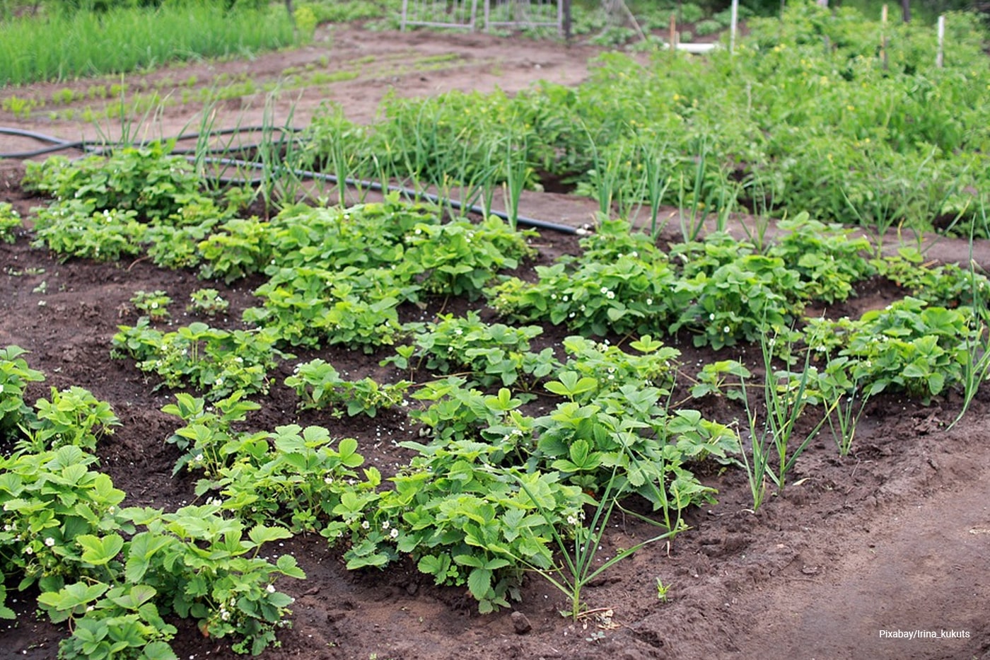 vegetable garden