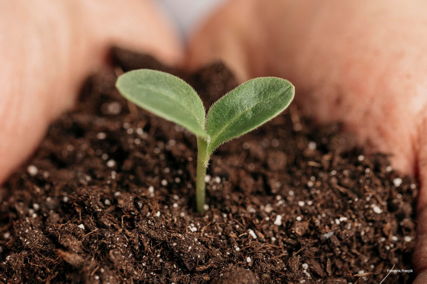 4 Factors That Affect Plant Growth and How To Deal With Them  ECOgardener