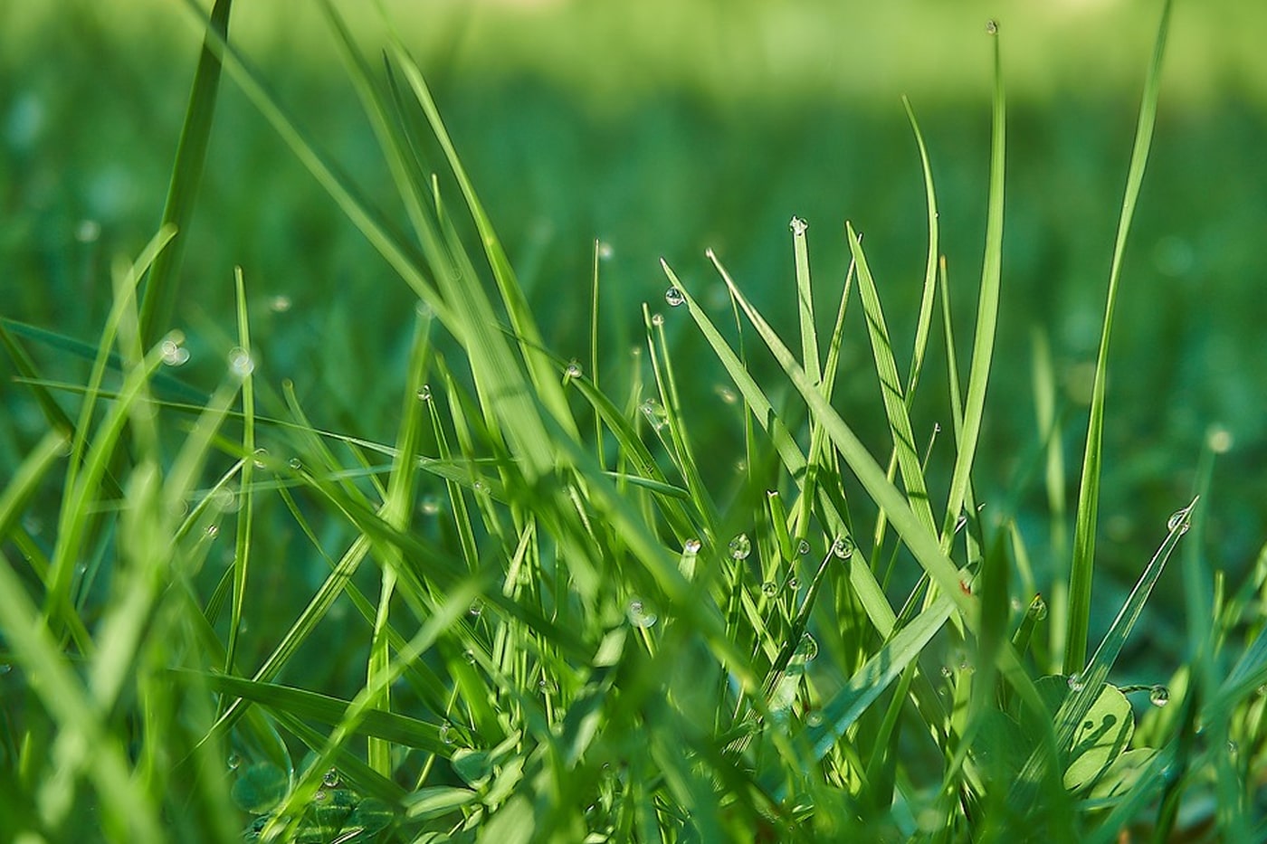 grass close up look