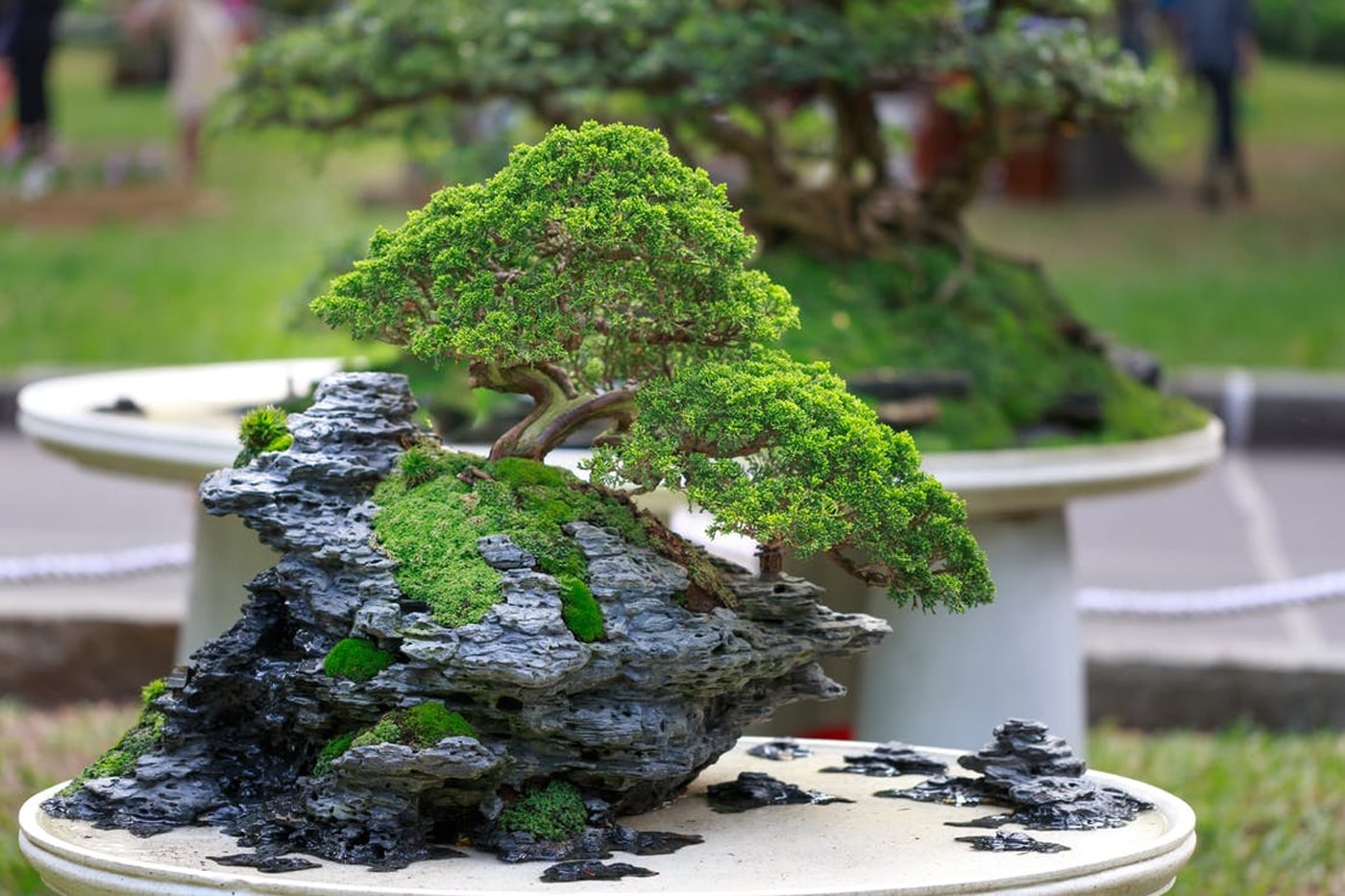 bonsai