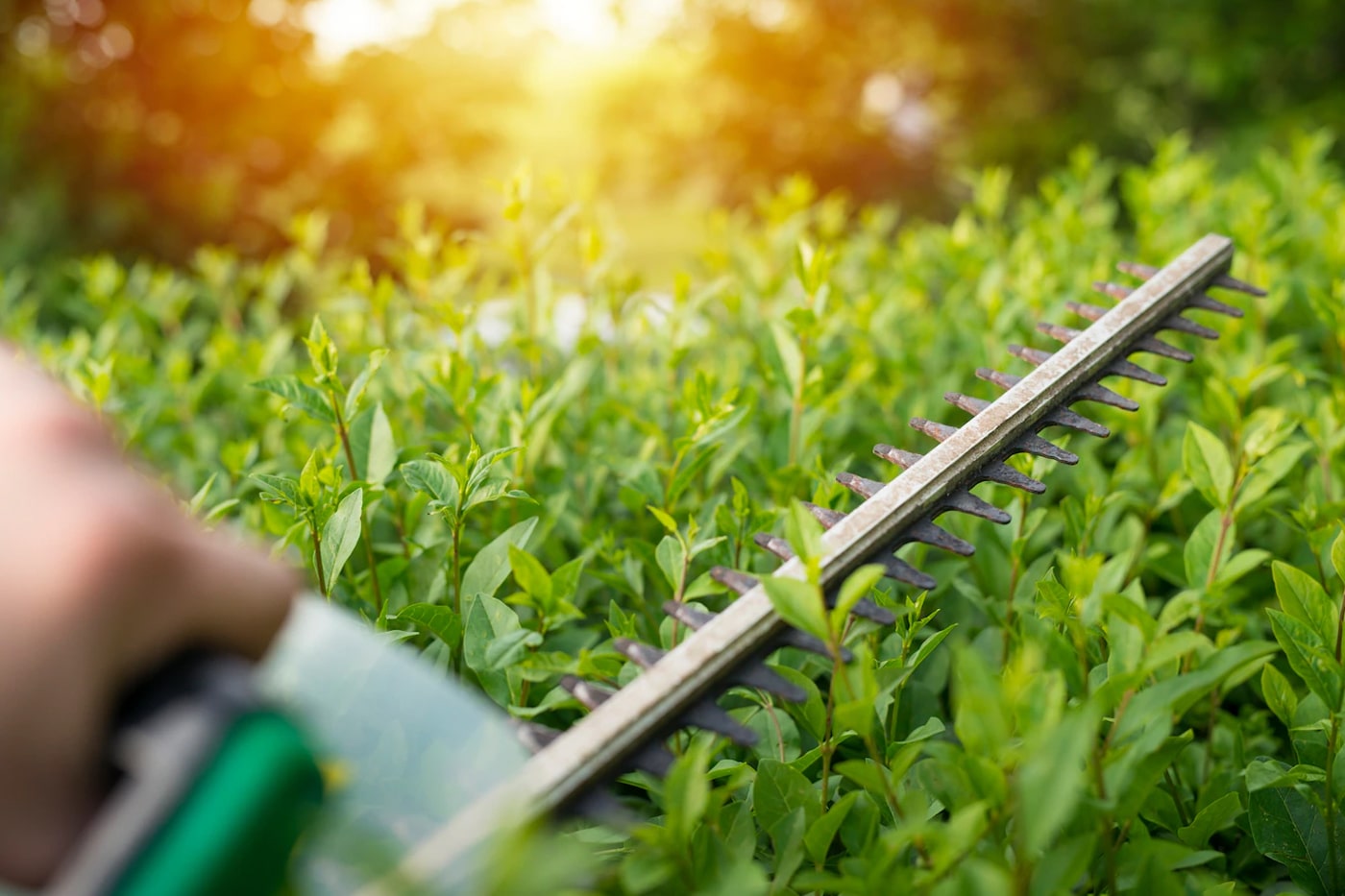 6 Hedge Trimming Cleanup Hacks
