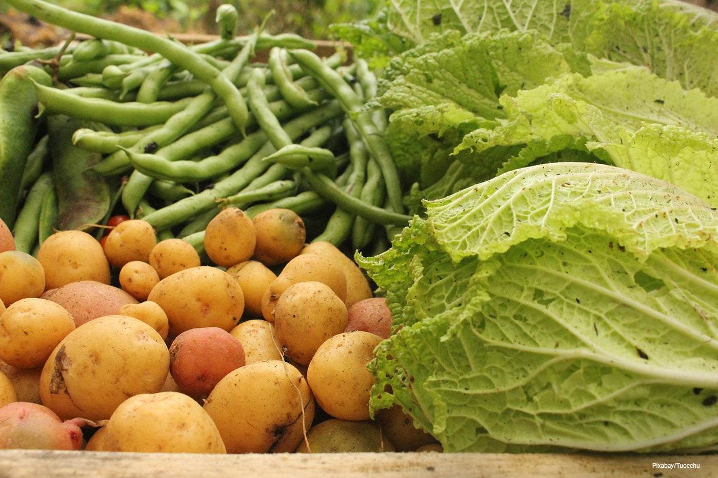 Close up of radish and green beans