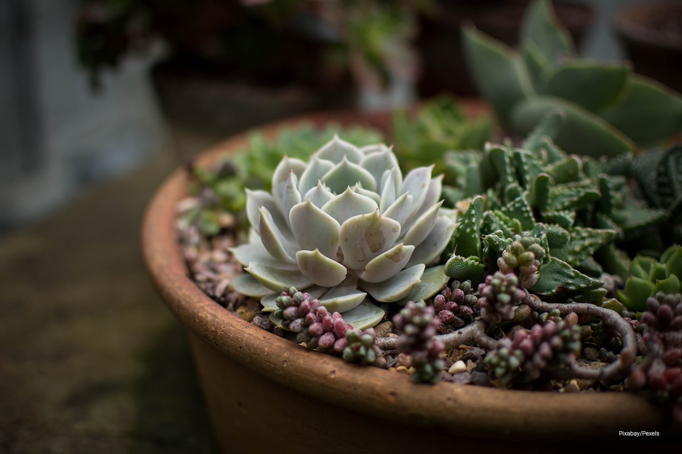 succulent plant