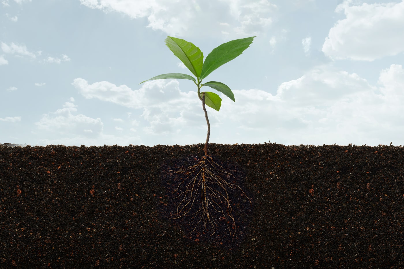 growing plants