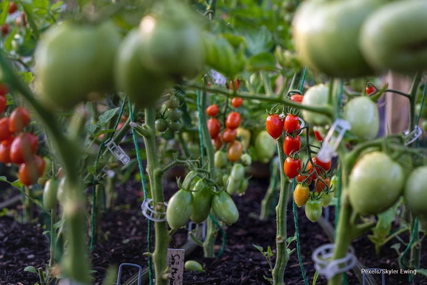 vegetable garden