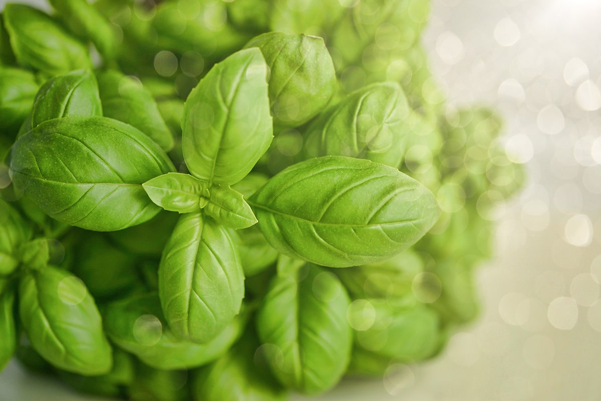 Growing Basil Using ECOgardener Kitchen Herb Garden Kit