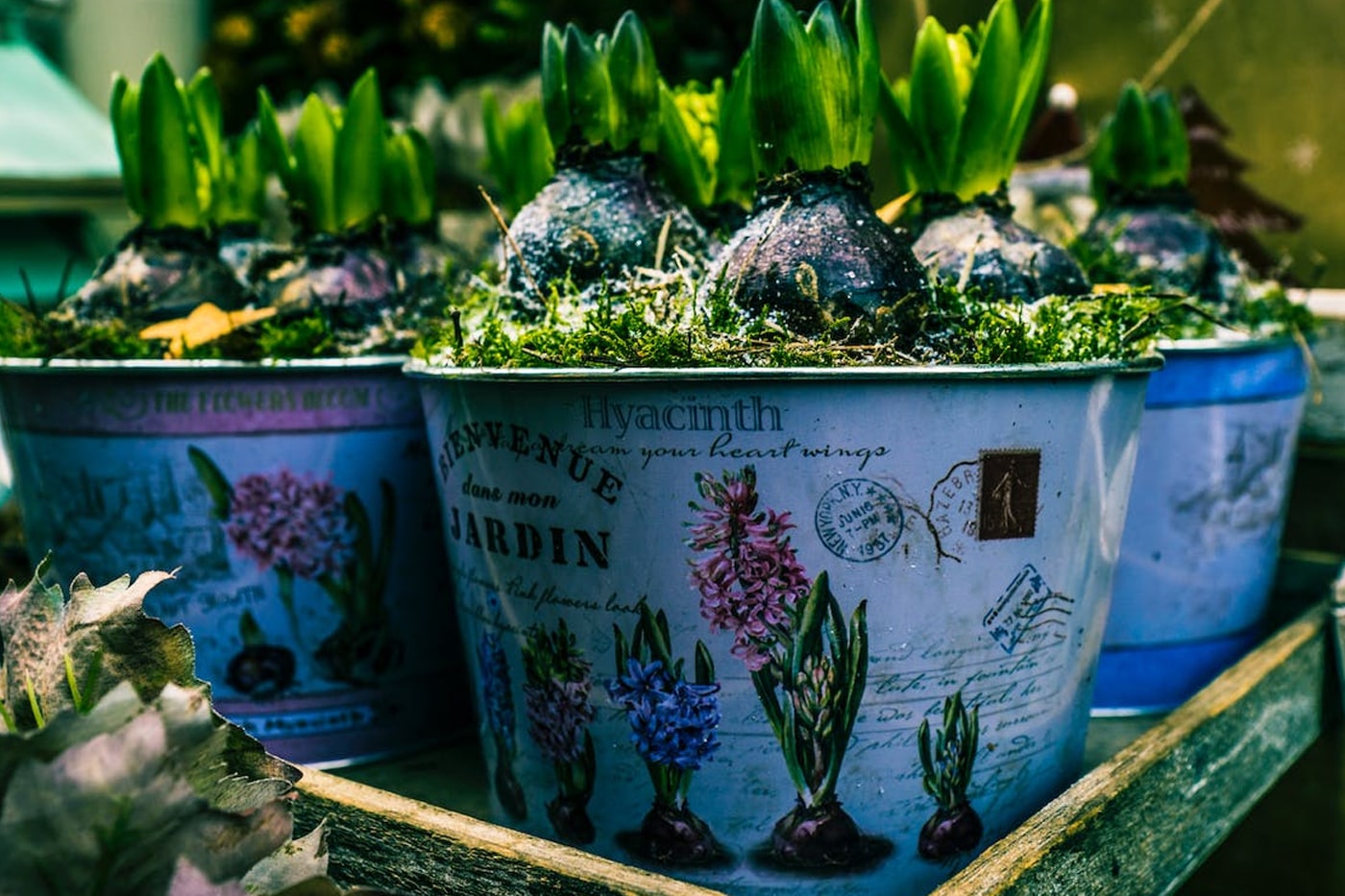 plants on containers