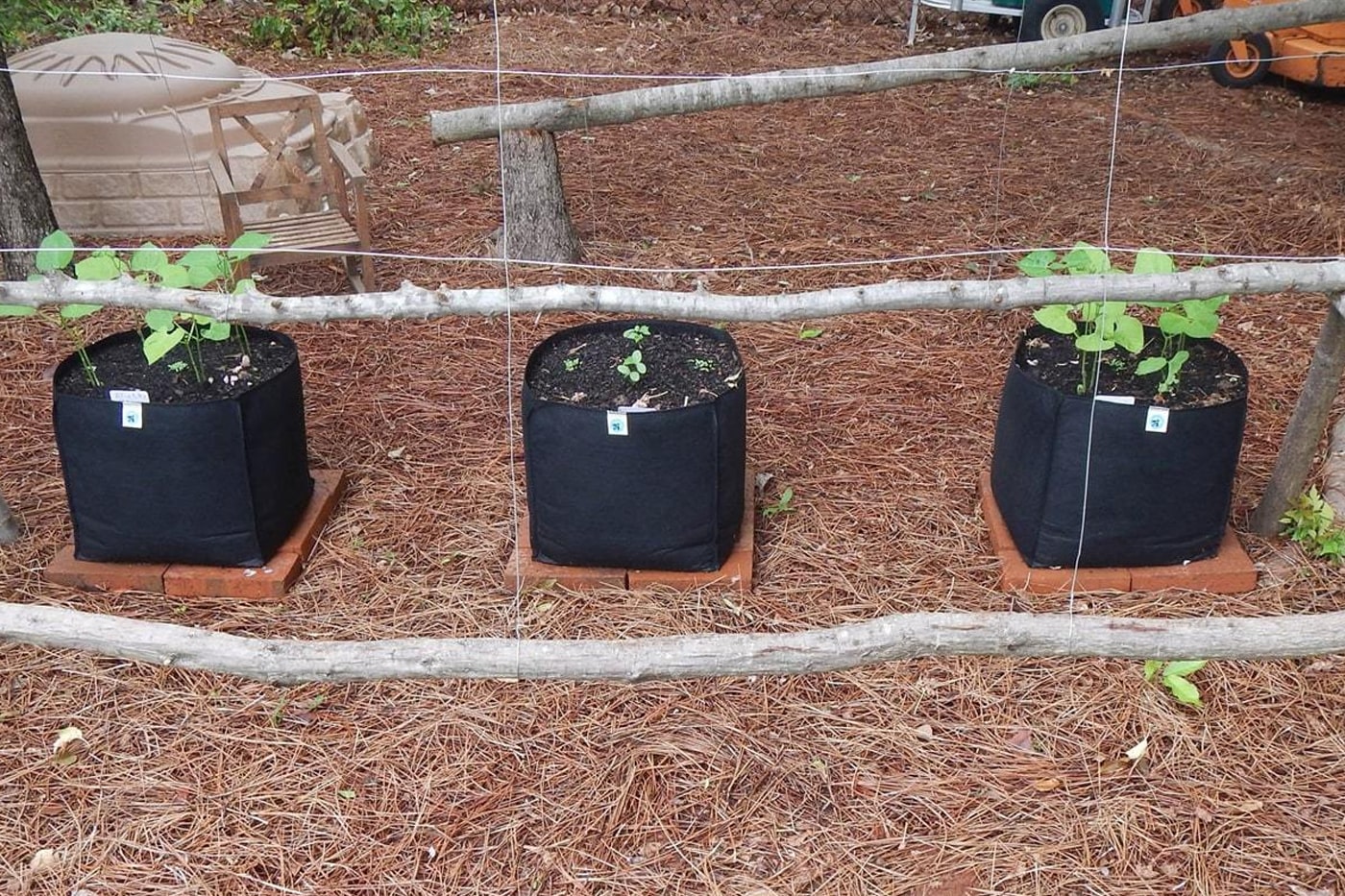 plant grow in grow bags