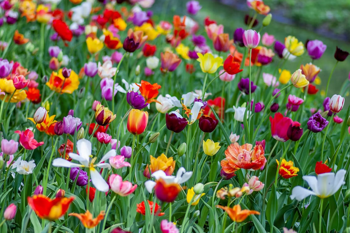 spring flowers