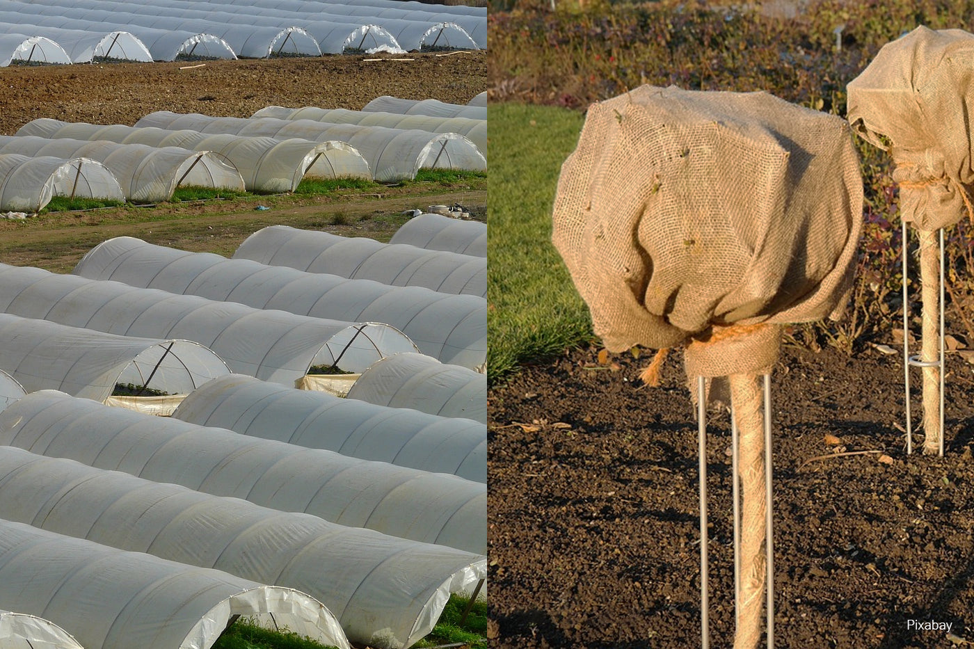 burlap and greenhouse planting