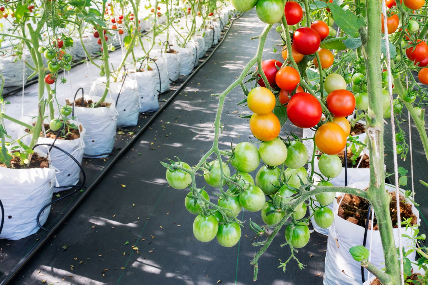 landscape fabric used in tomato field