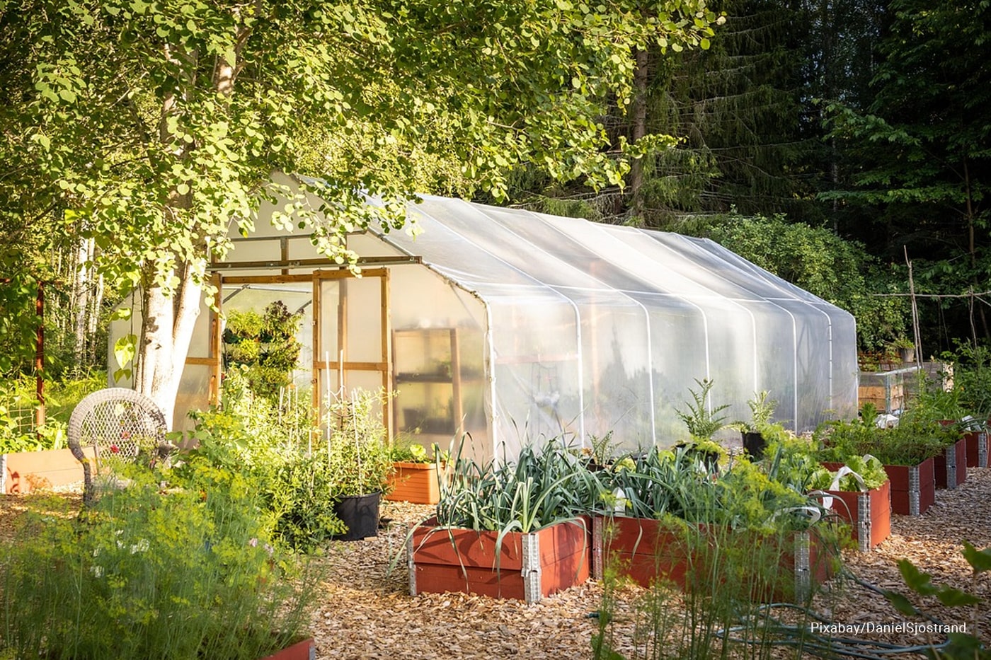 greenhouse plants
