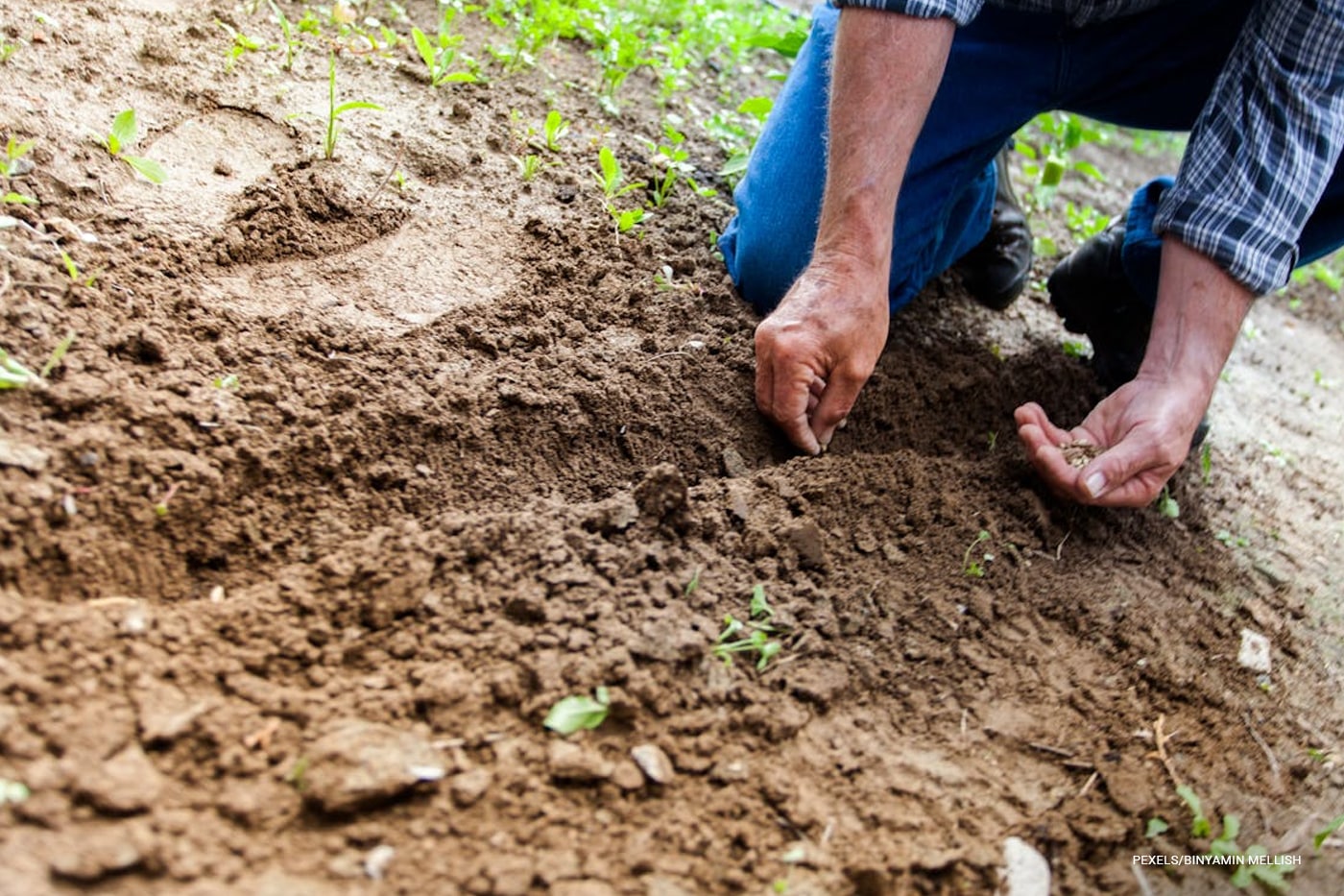 man planting seed on the ground
