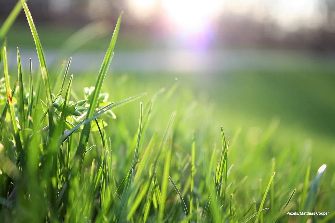 grass