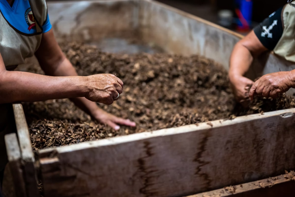 Composting dry leaves