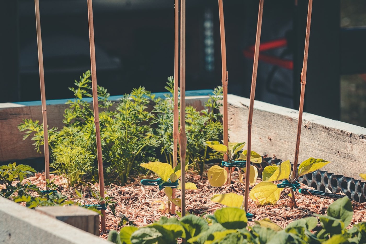 herbs and vegetable grows in raised beds
