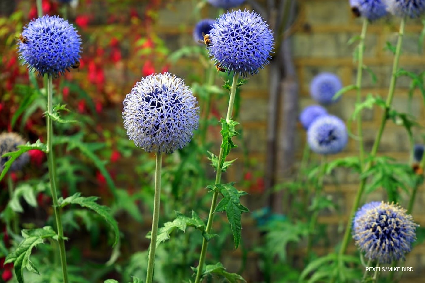 bees on flowers