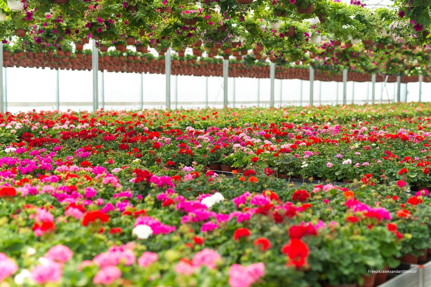 nursery garden