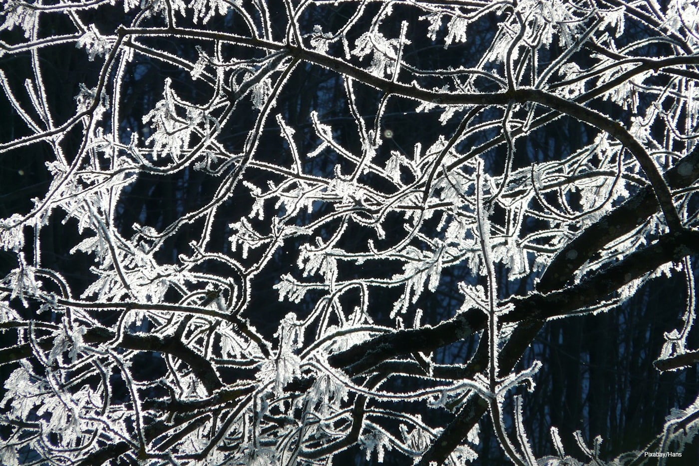 frozen leaves