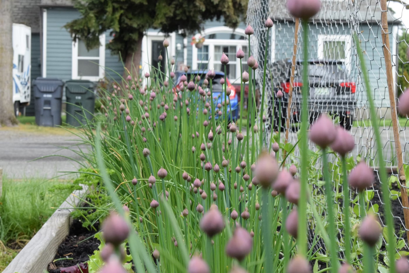 Garden Flower Bed Trends: Our Best Pick for 2024