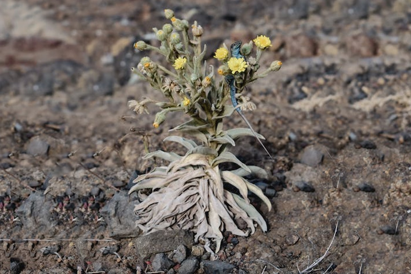 dying plants planted in dry soil