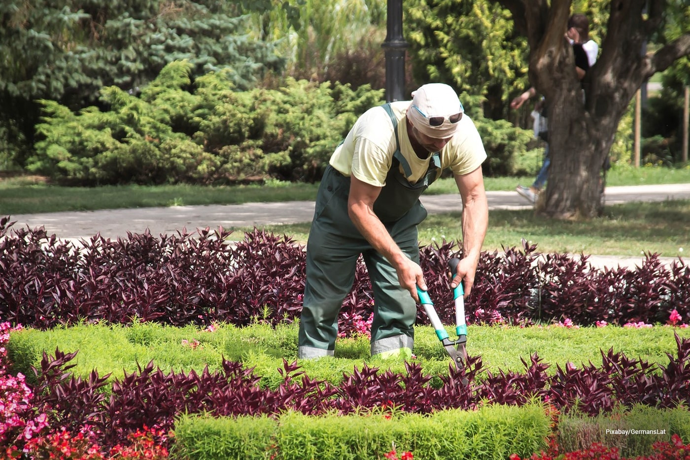man cutting leaves on his garden