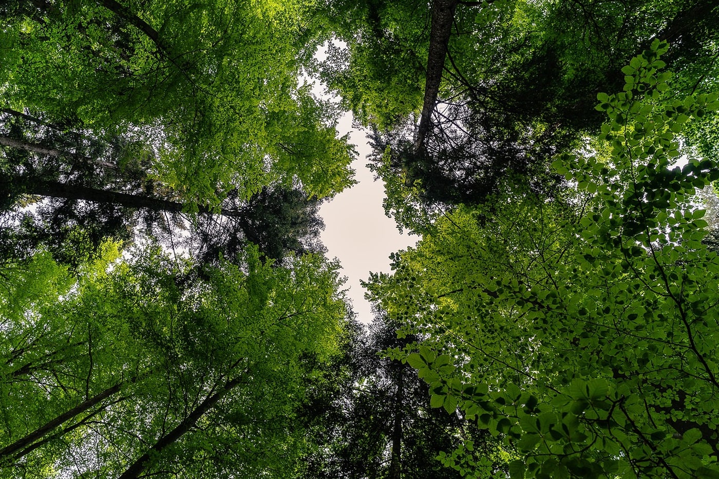 forest