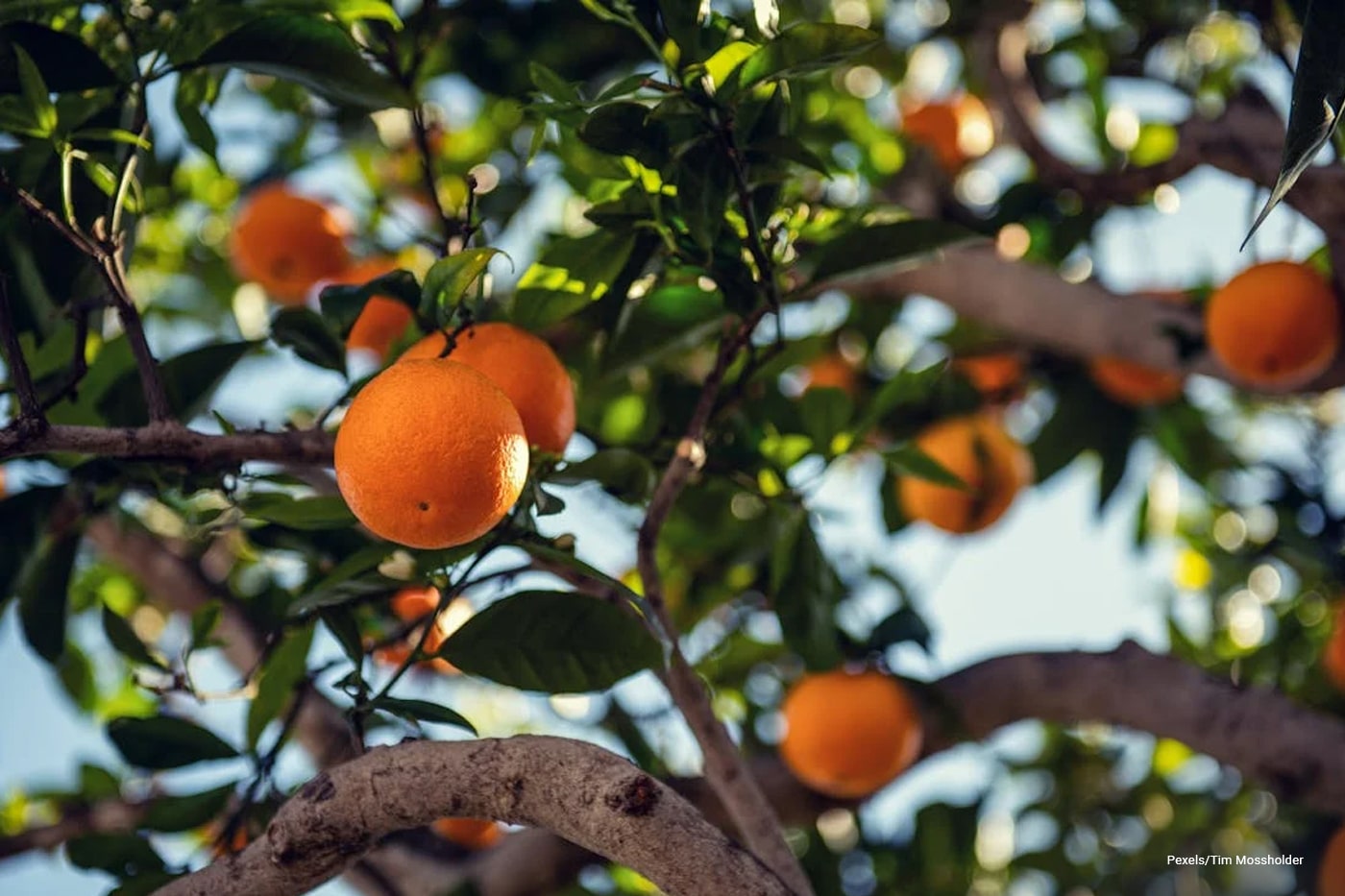 Orange  tree