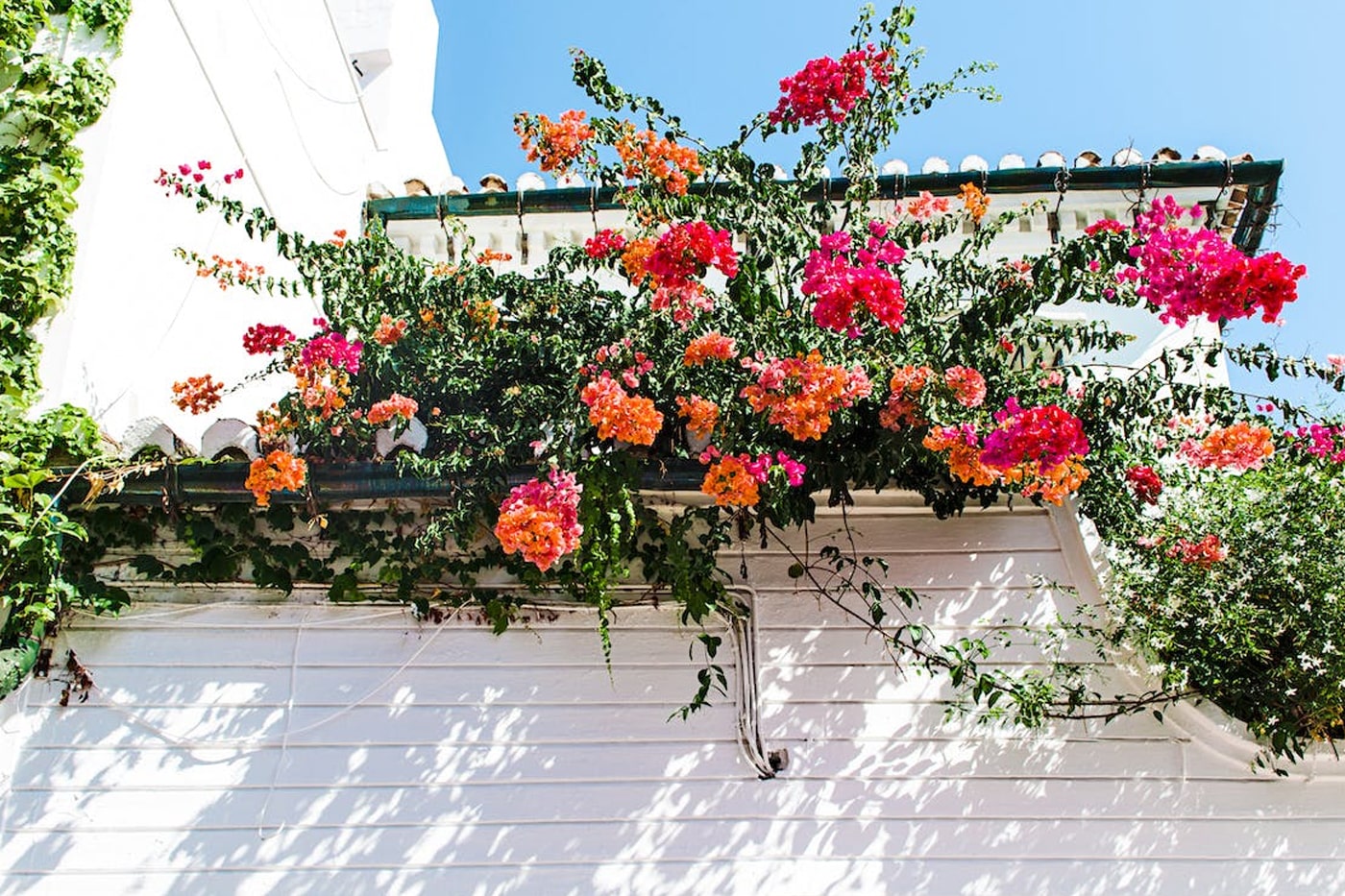 Hottest Plant Colors For 2024