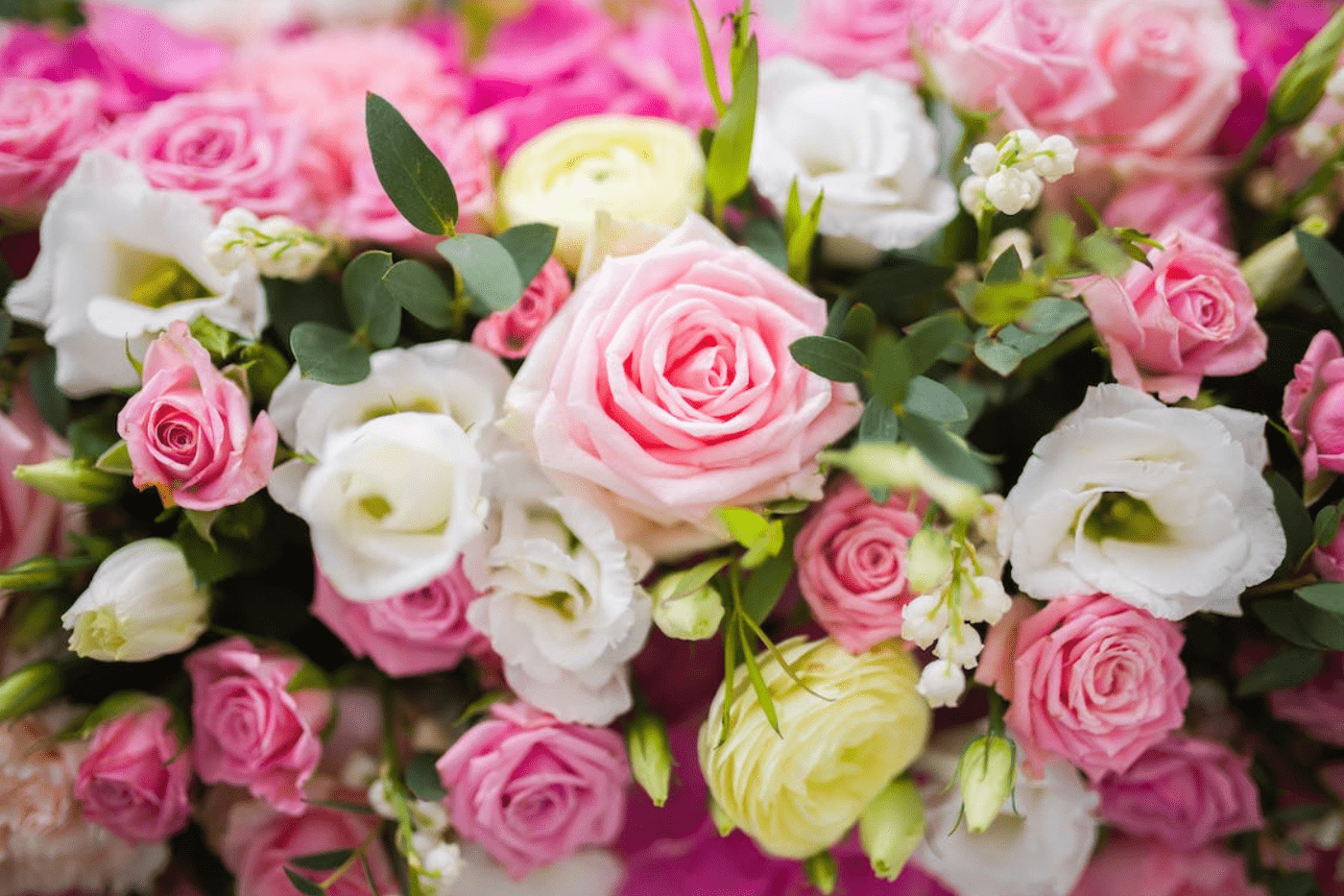 rose flowers