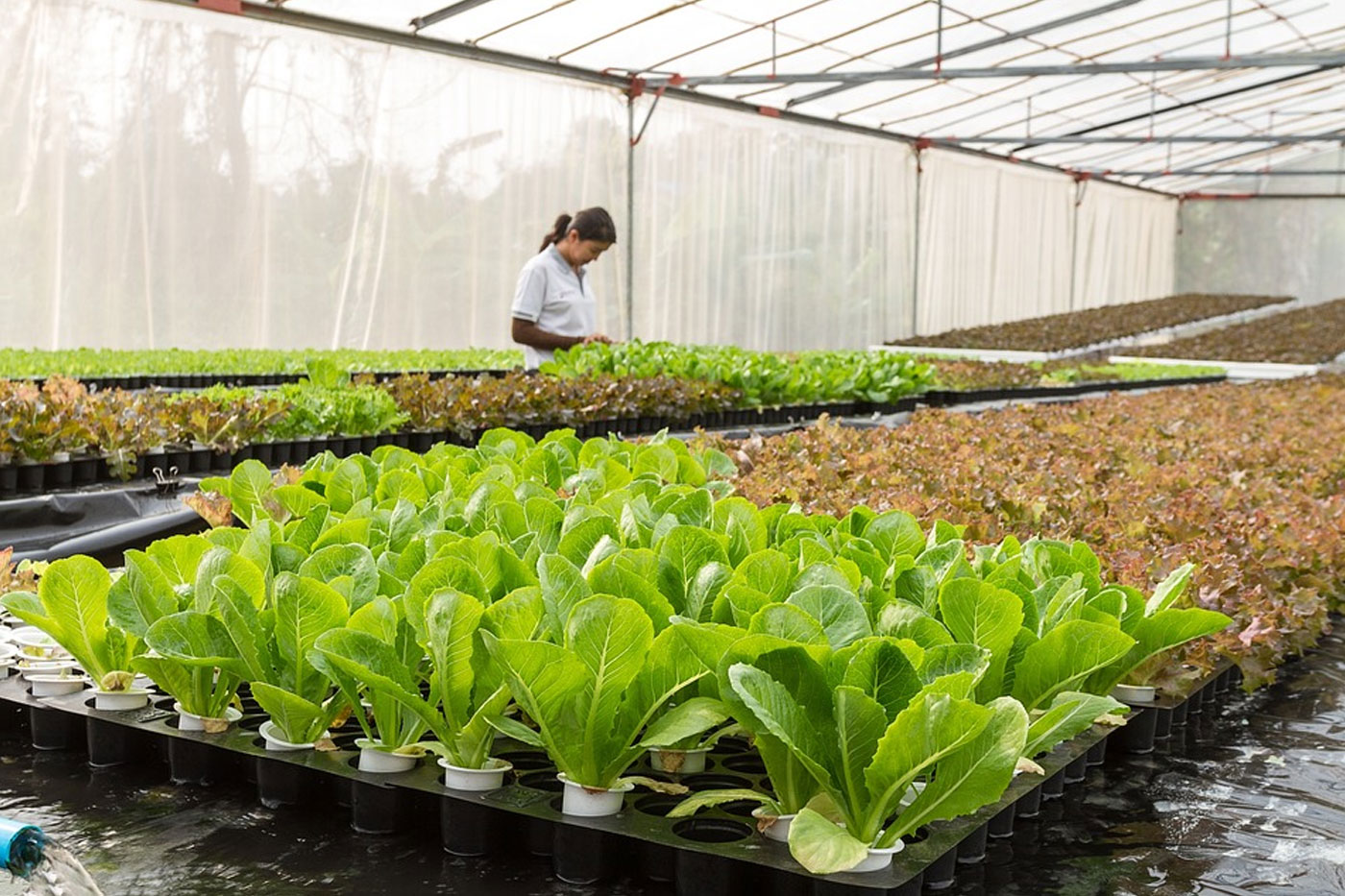 woman inside in a lettuce greenhouse