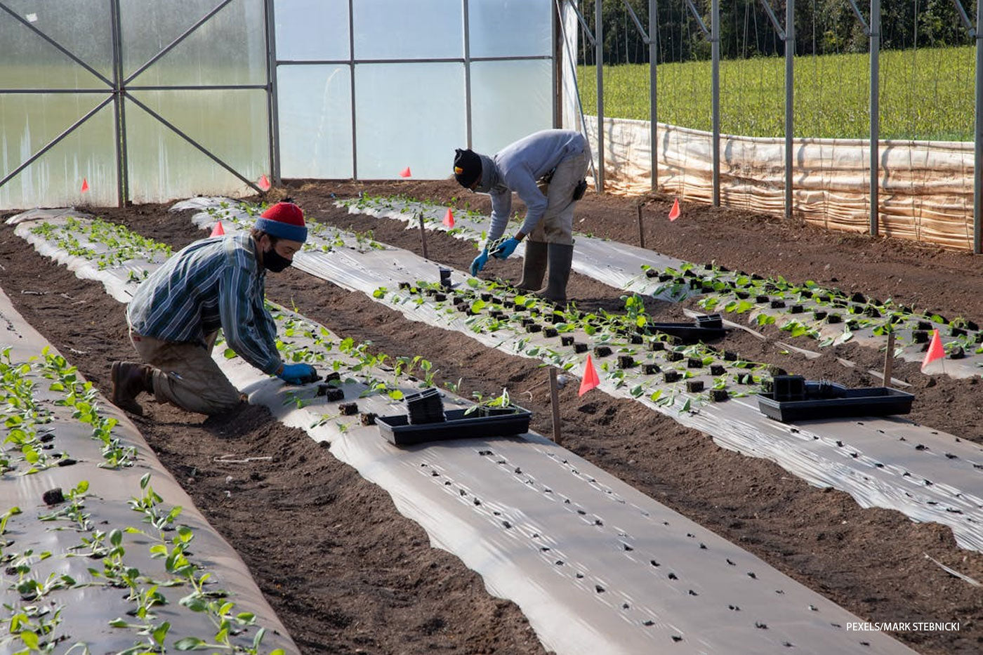 man and woman planting at their greenhouse