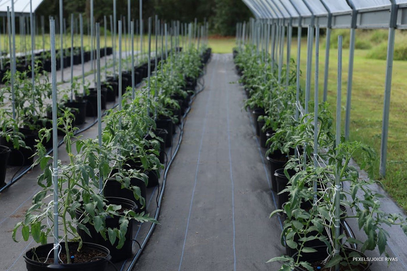 garden vegetable field