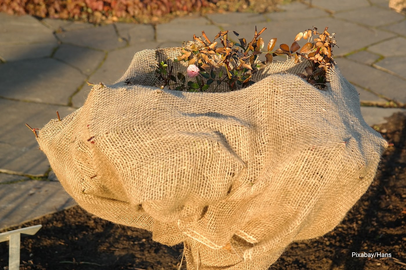 plants covered on burlaps