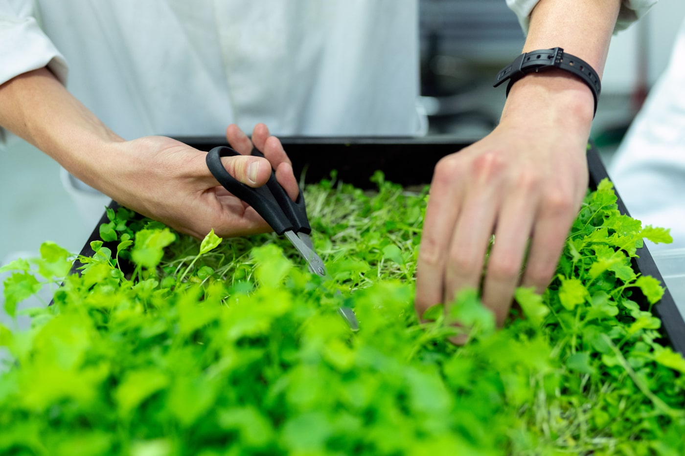 woman pruning herbs