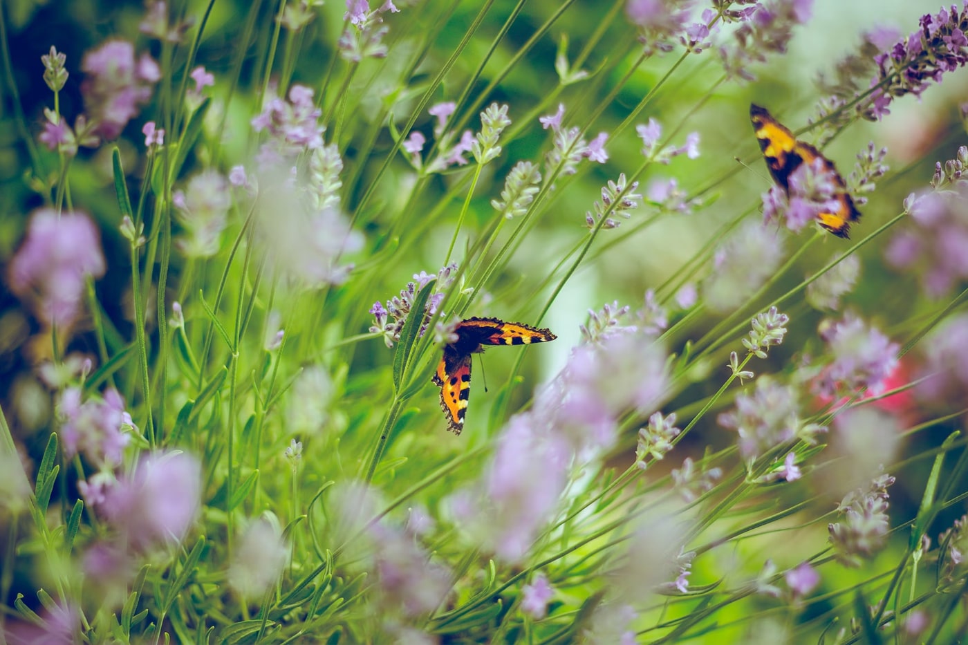 butterfly in the garden