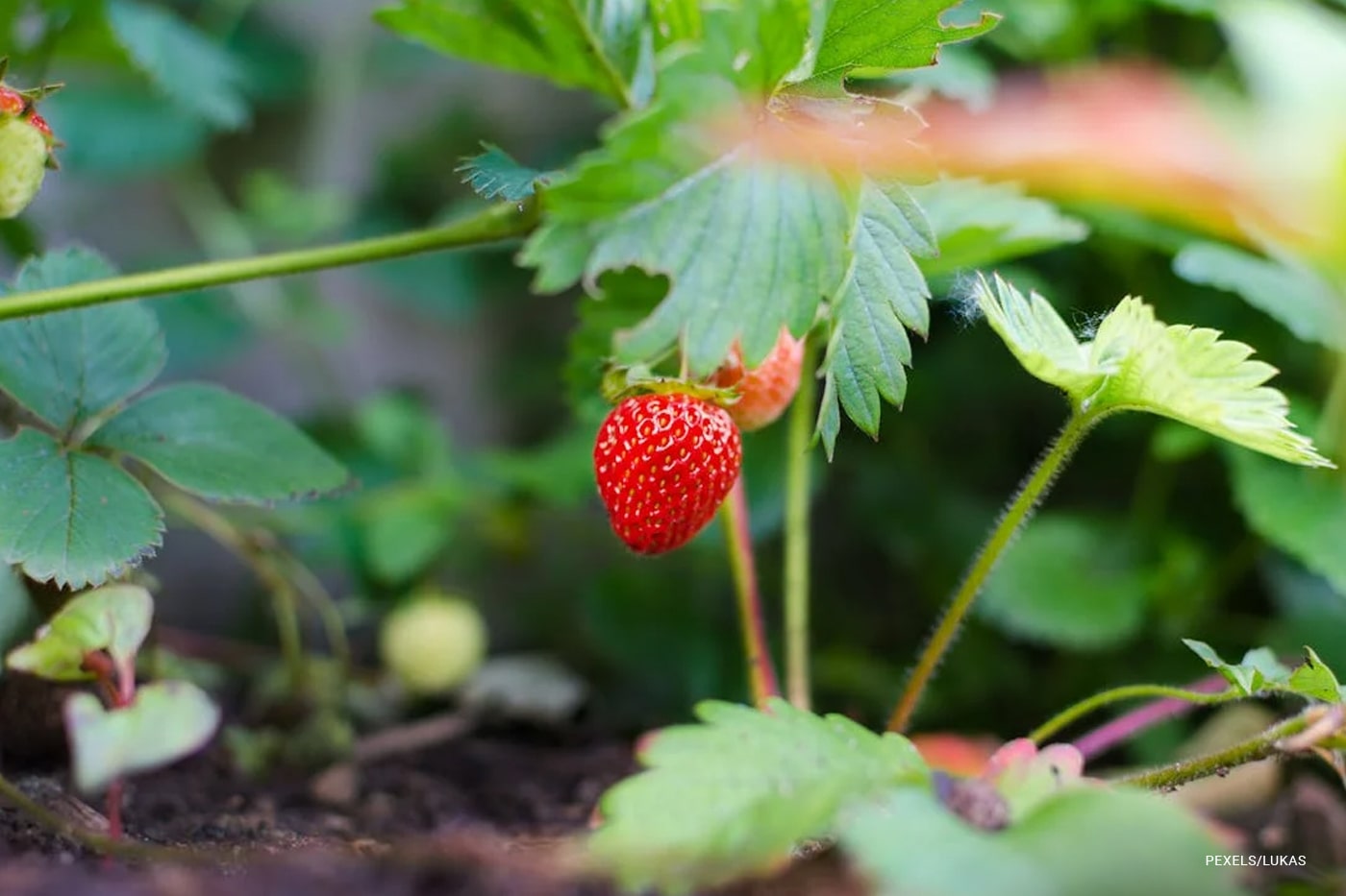 strawberry