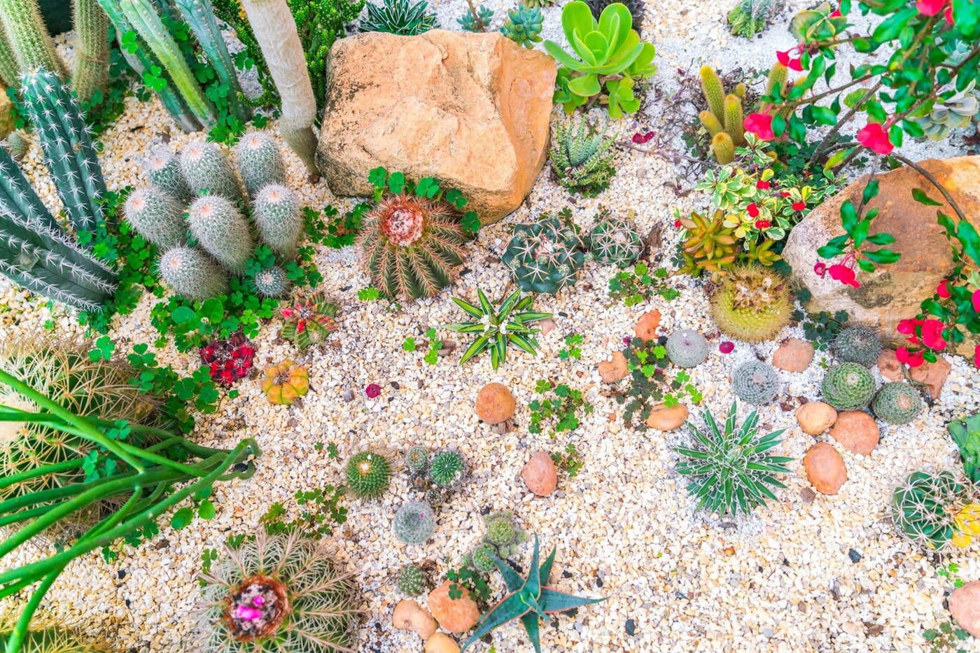 top view of cactus garden
