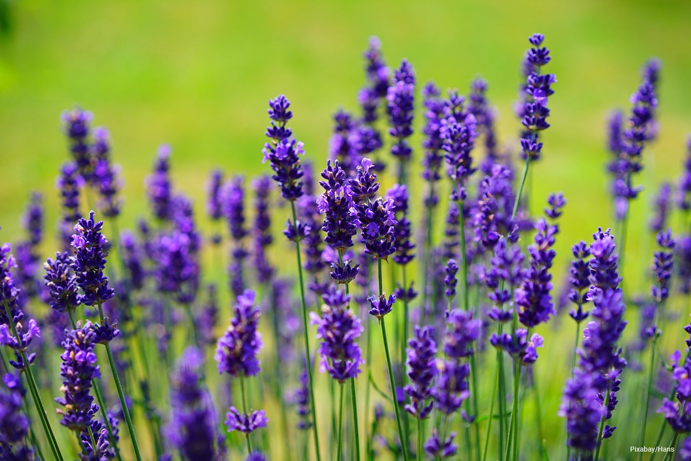 lavender plant for sale Lavender Superblue main image 1