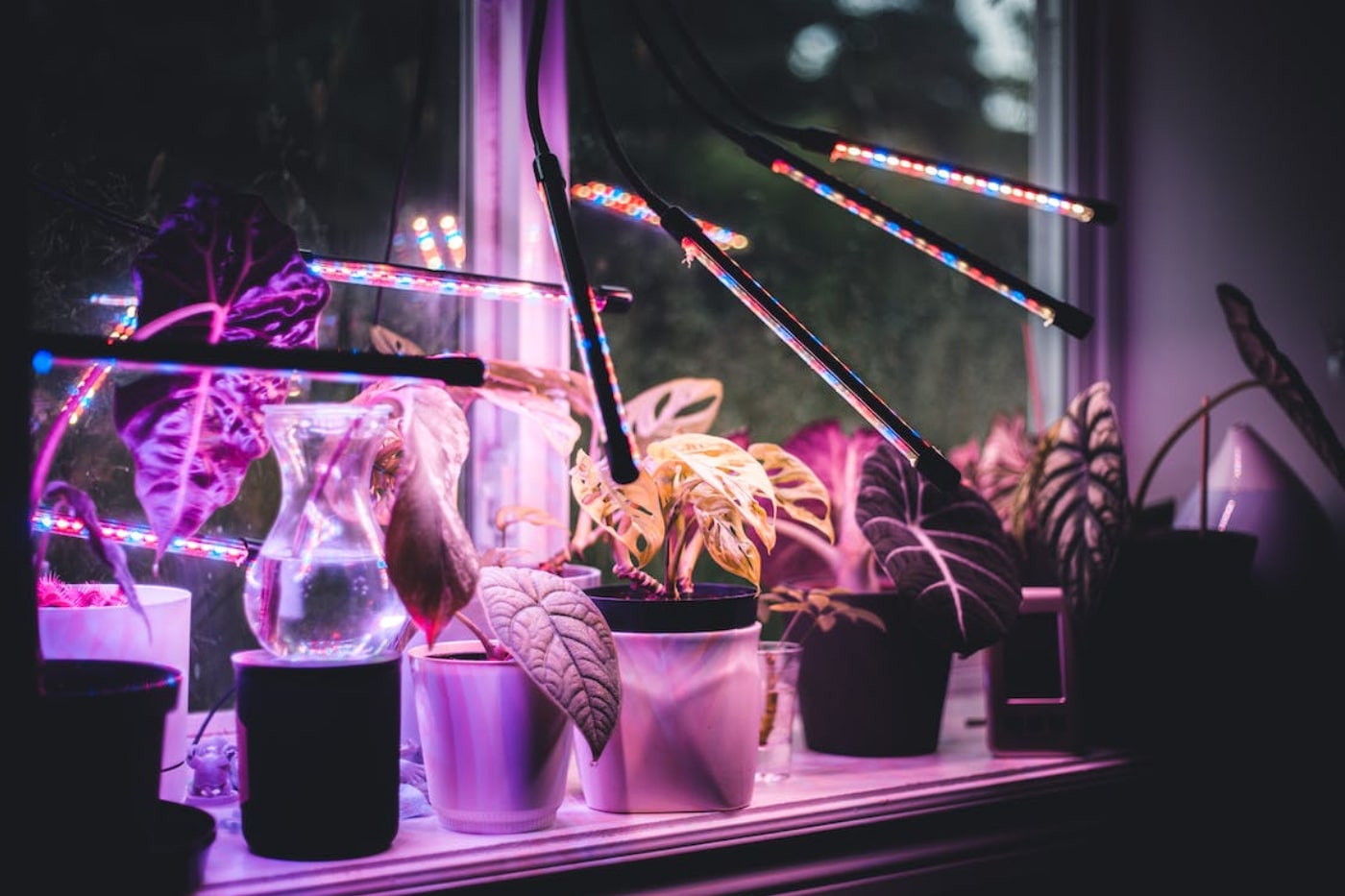 Indoor plants using LED lights