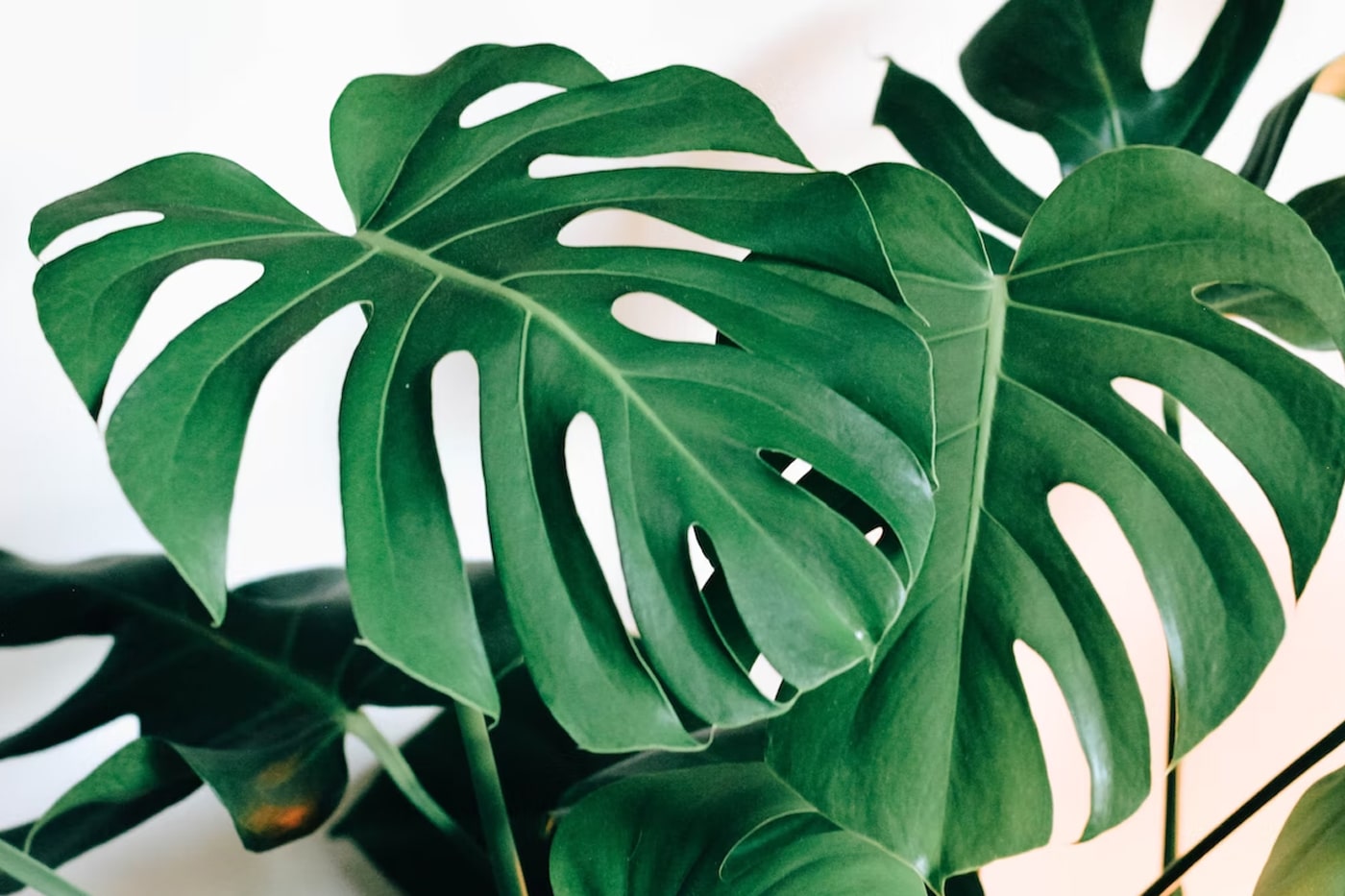 monstera plant