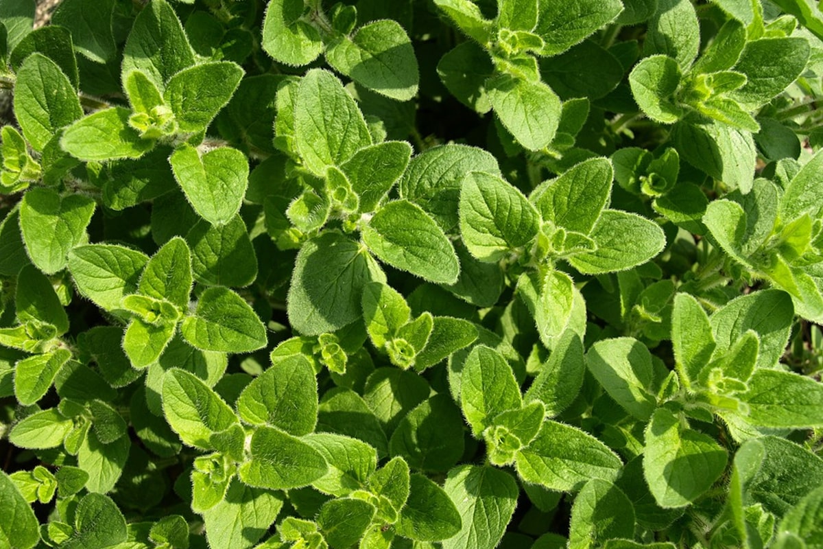 oregano herbs