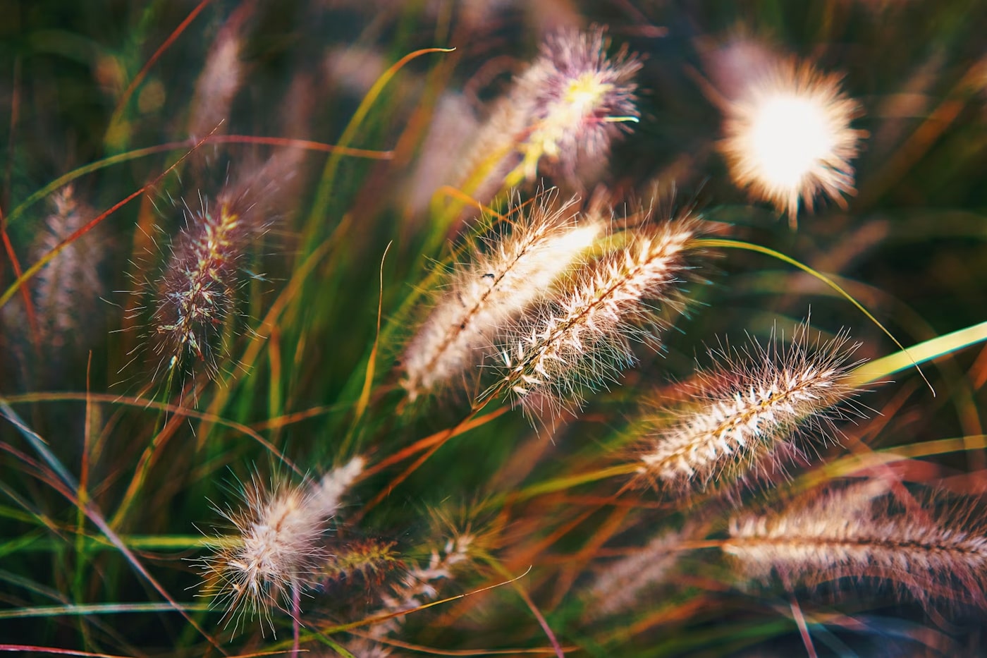 ornament grass