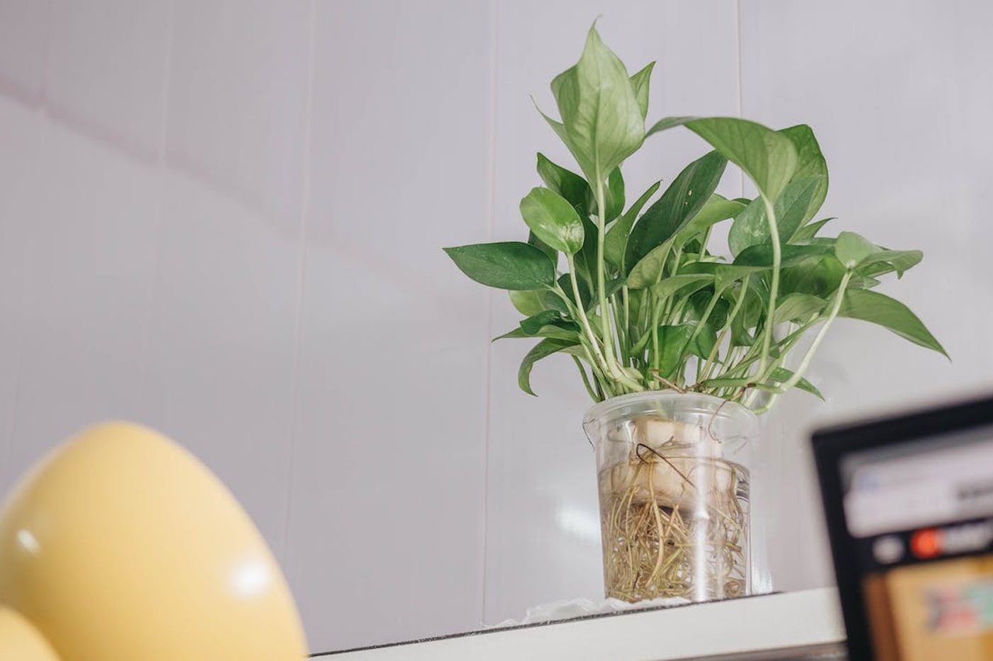 plant propagation in the table