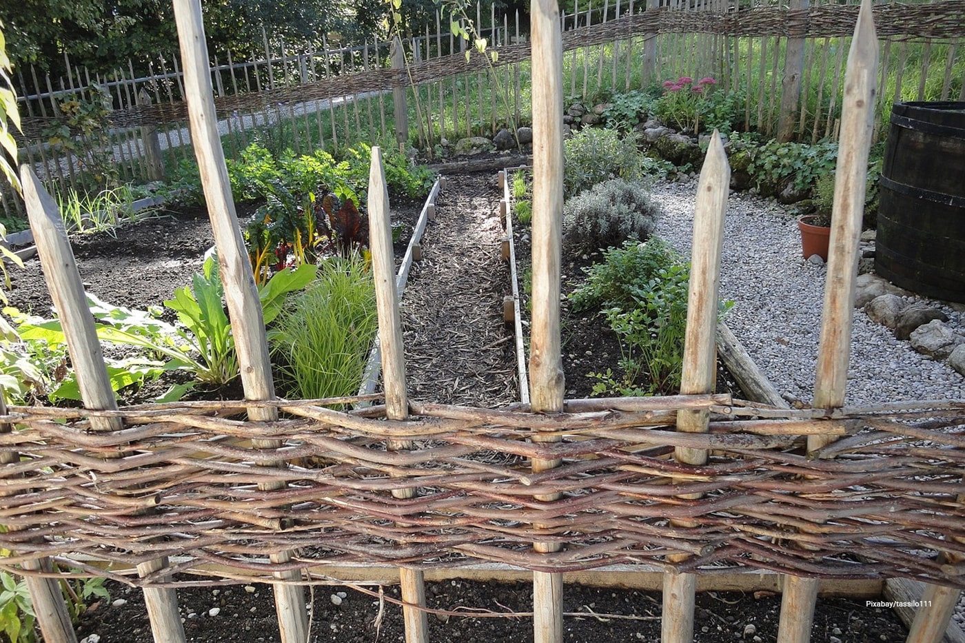 vegetable garden with wood fence
