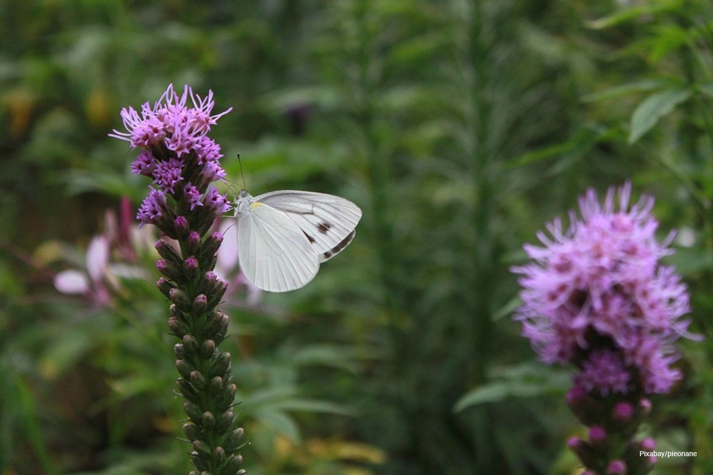 butterfly pollination