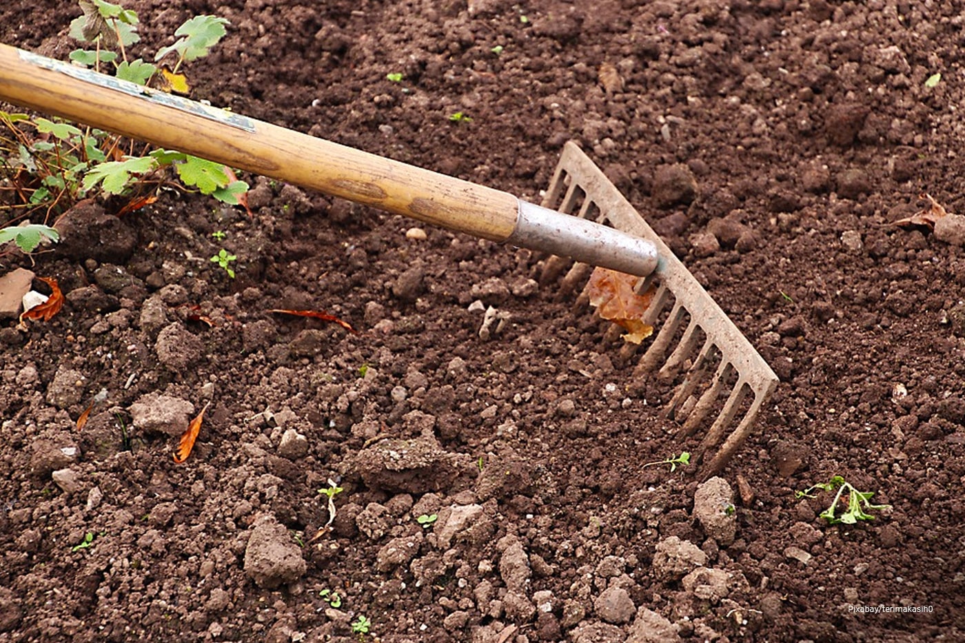 man raking soil