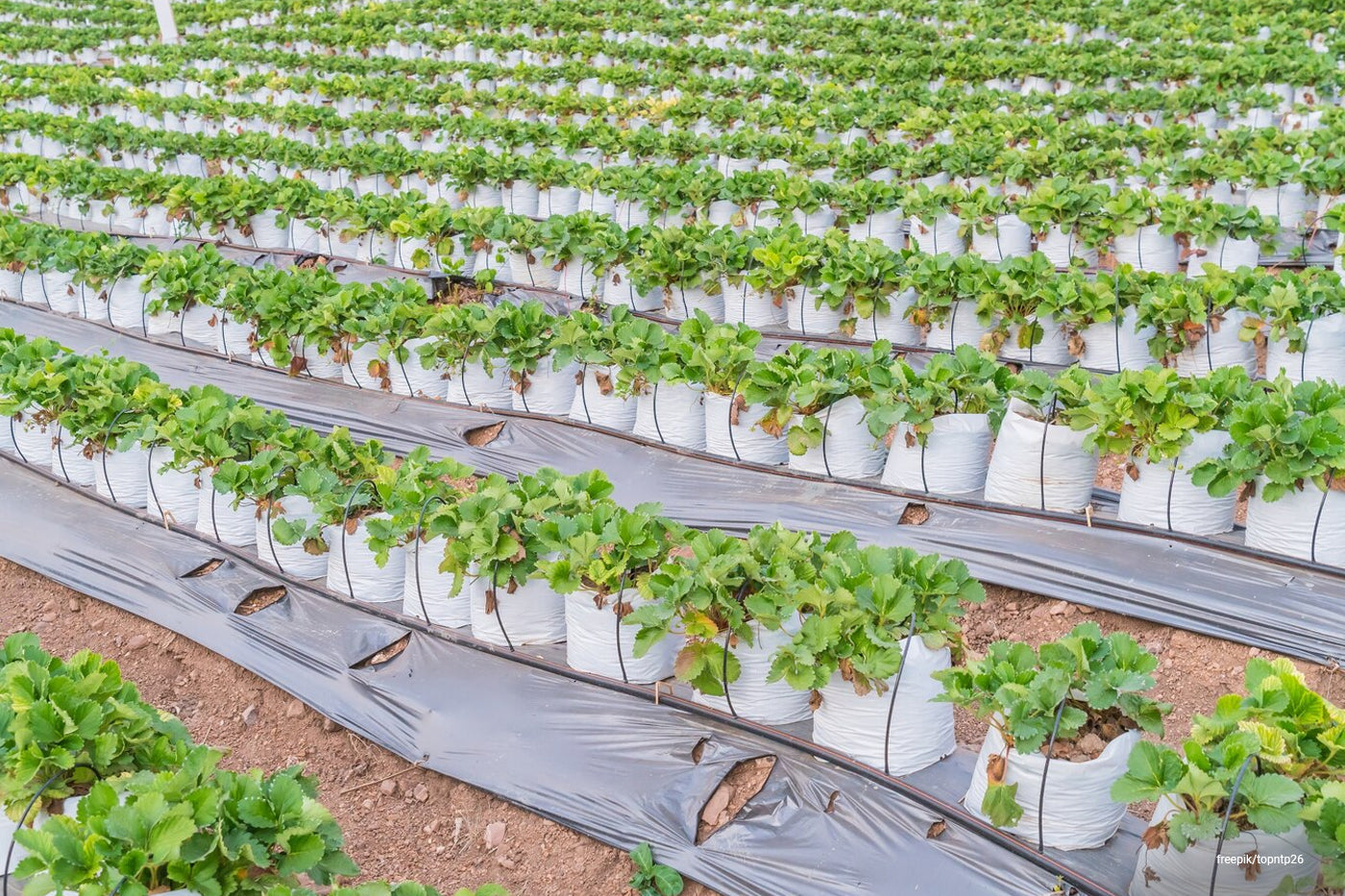 plastic mulching for vegetable farm