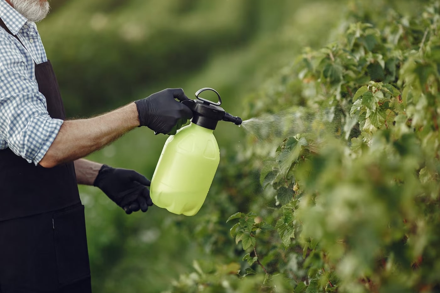 man spraying to his plants